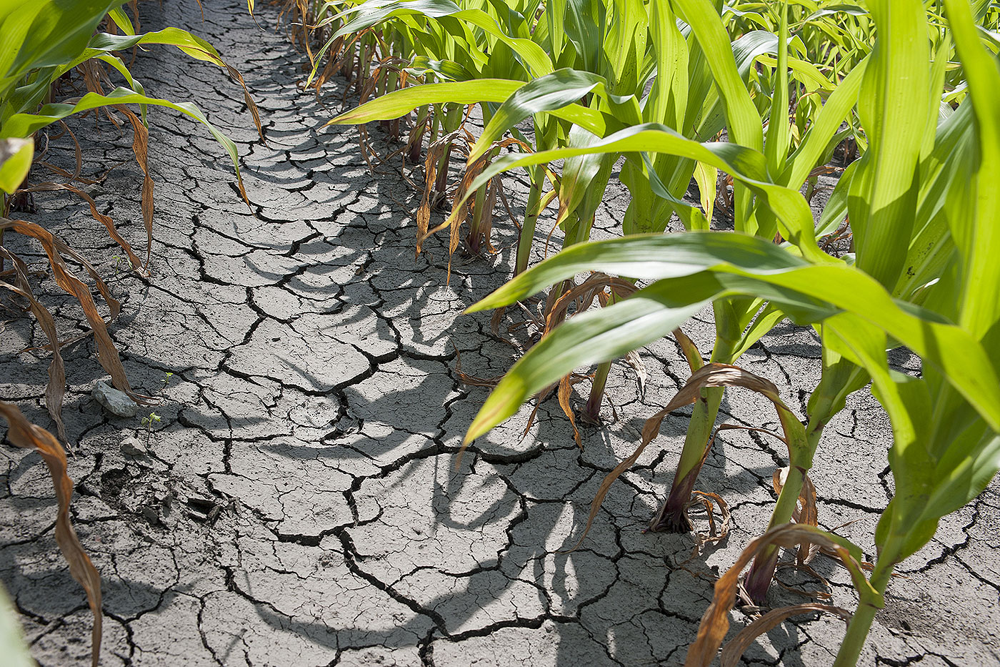 corn in field with cracked soil